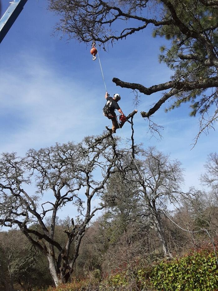 Timmerman Tree Service Image