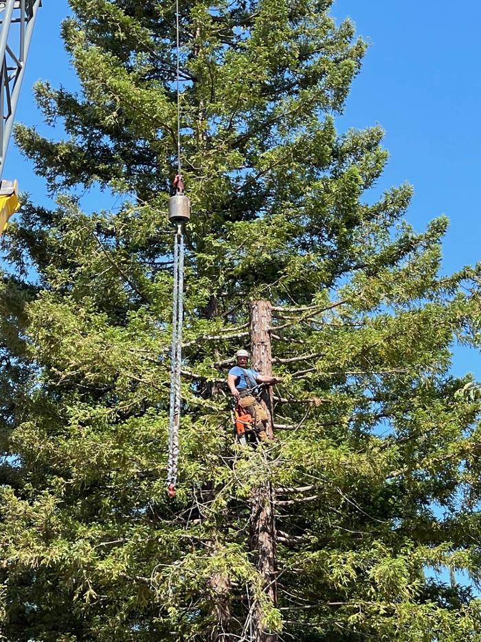 Timmerman Tree Service Image