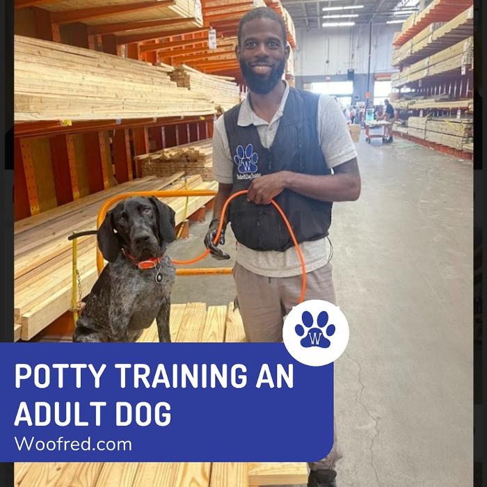 Woofred's Dog Training - New Orleans, LA