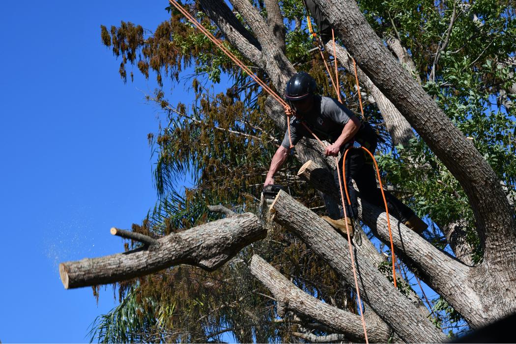 Cox Arboriculture Services Image