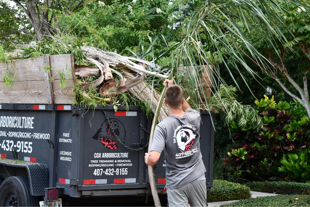 Cox Arboriculture Services Image