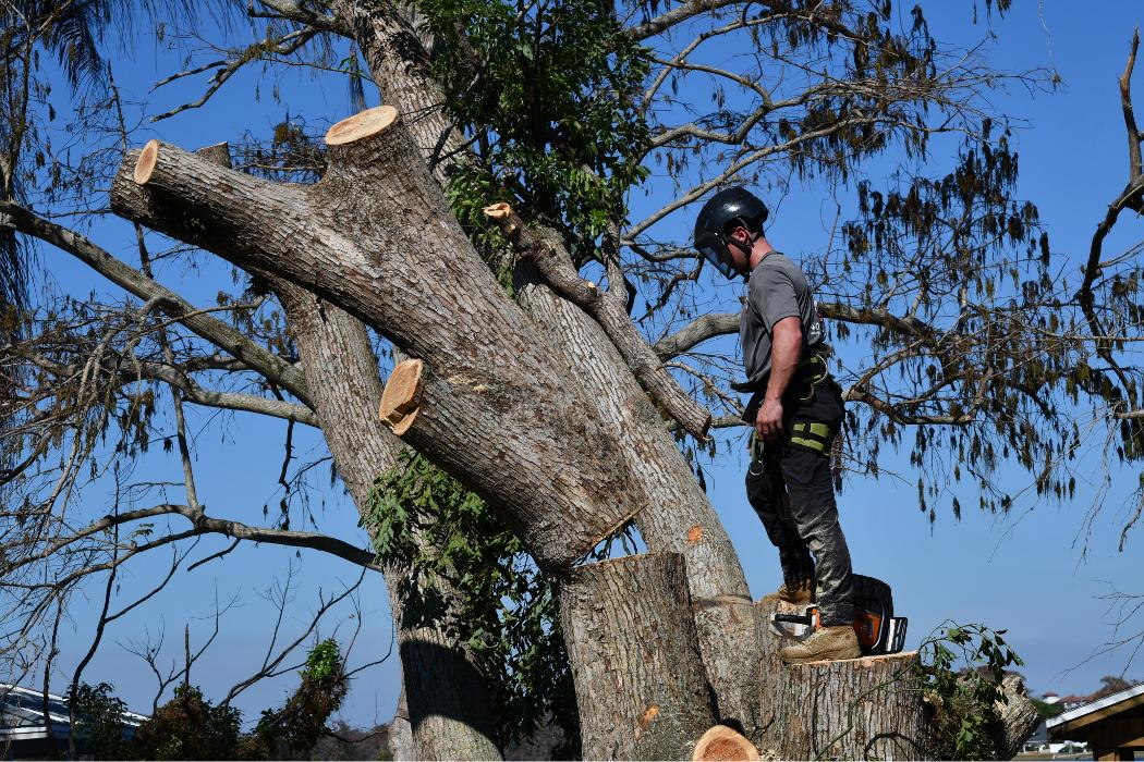Cox Arboriculture Services Image