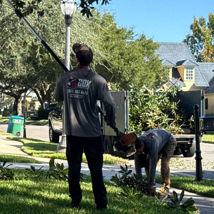 Cox Arboriculture Services Logo