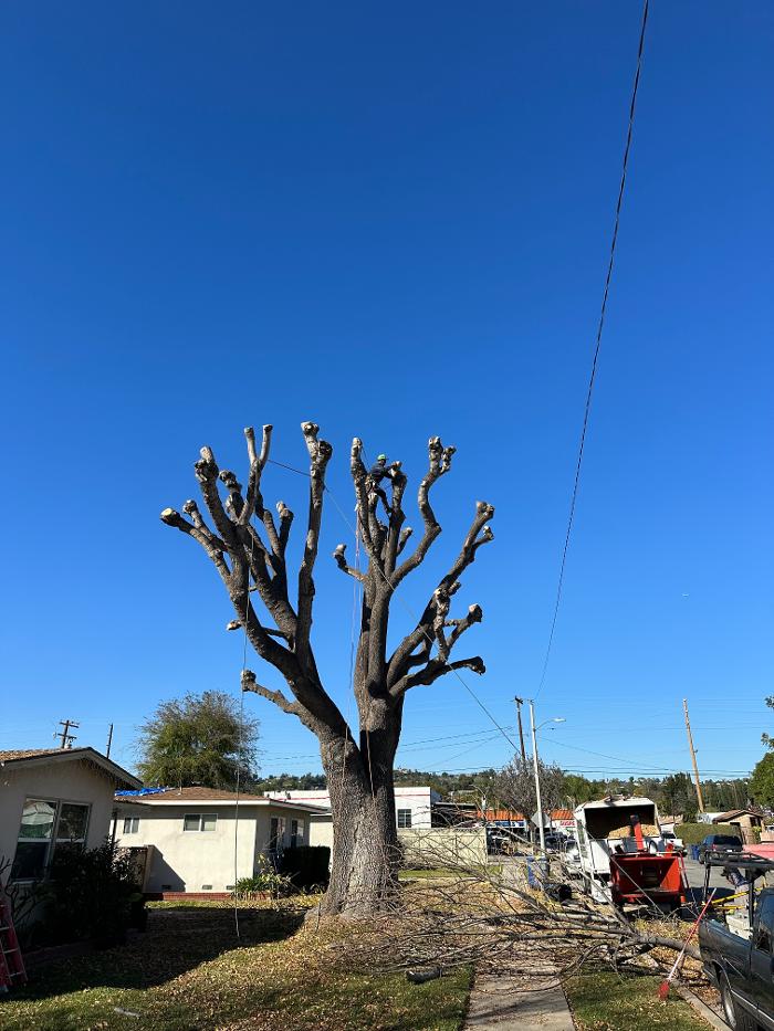 Perfection Tree Specialist Image