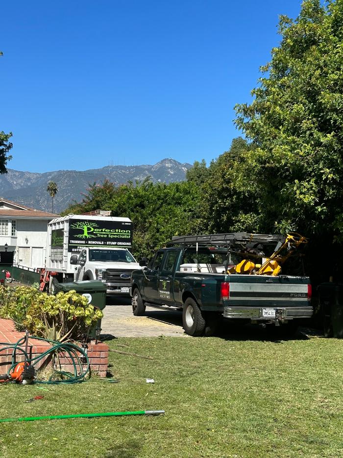 Perfection Tree Specialist Image