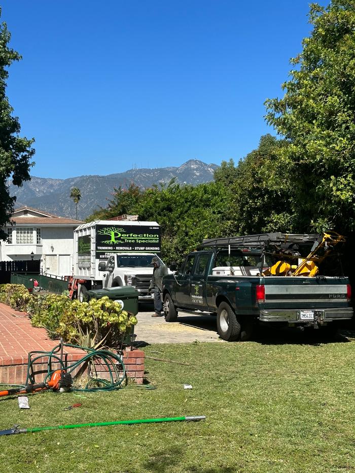 Perfection Tree Specialist Image