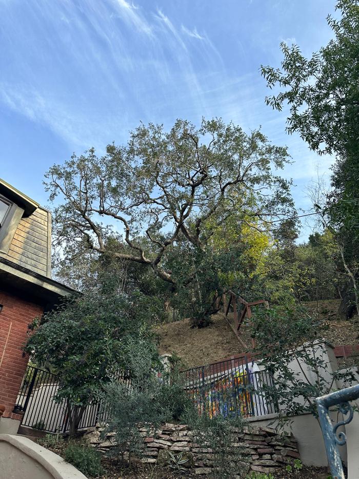 Perfection Tree Specialist Logo