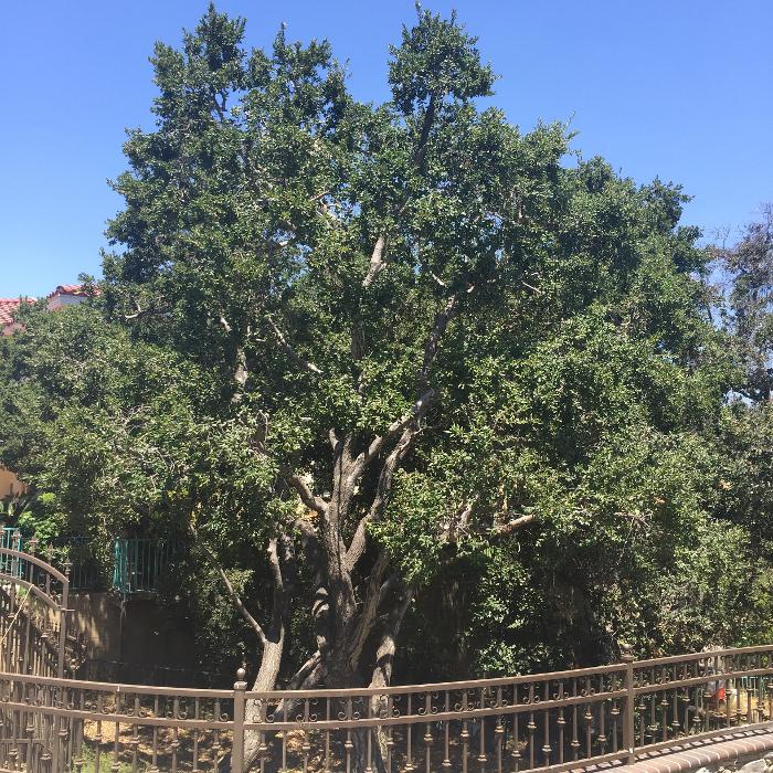 Perfection Tree Specialist Image