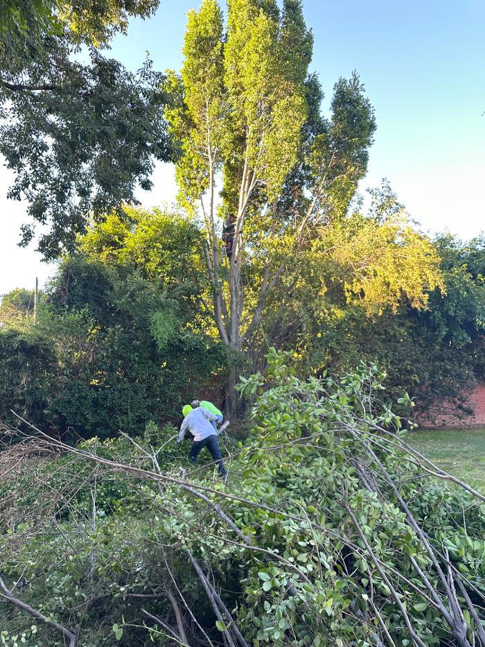 Perfection Tree Specialist Image