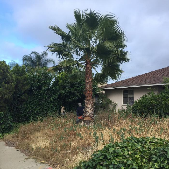 Perfection Tree Specialist Image