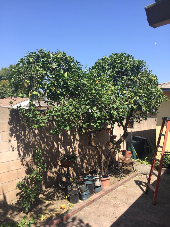 Perfection Tree Specialist Image