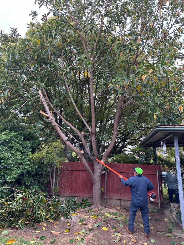 Perfection Tree Specialist Image