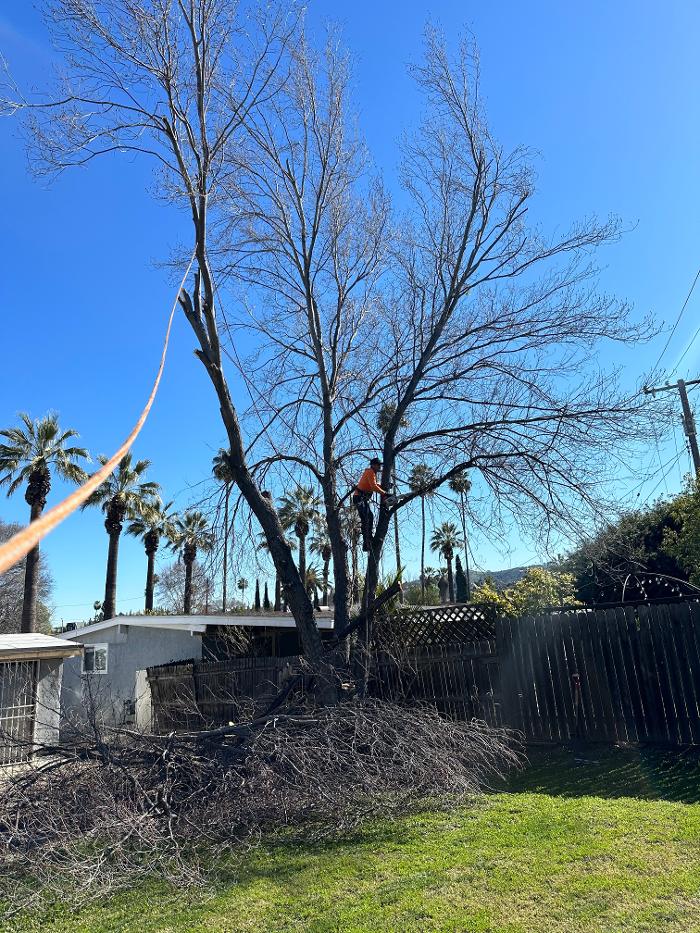 Perfection Tree Specialist Image