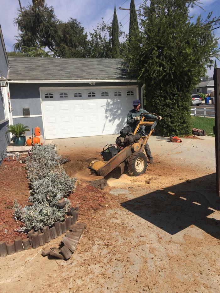 Perfection Tree Specialist Image