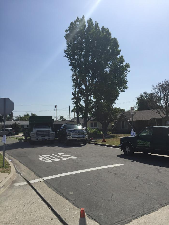 Perfection Tree Specialist Image