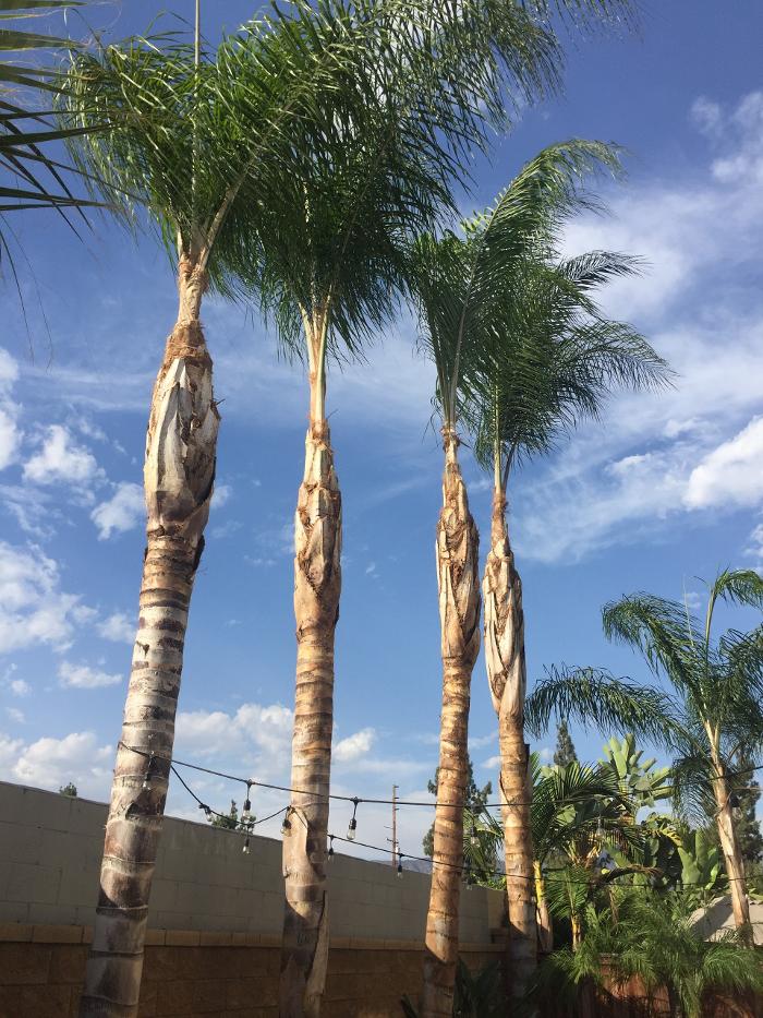 Perfection Tree Specialist Image