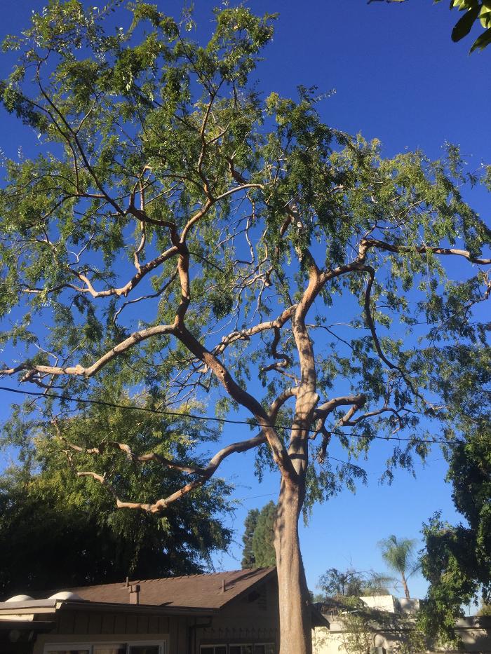 Perfection Tree Specialist Image