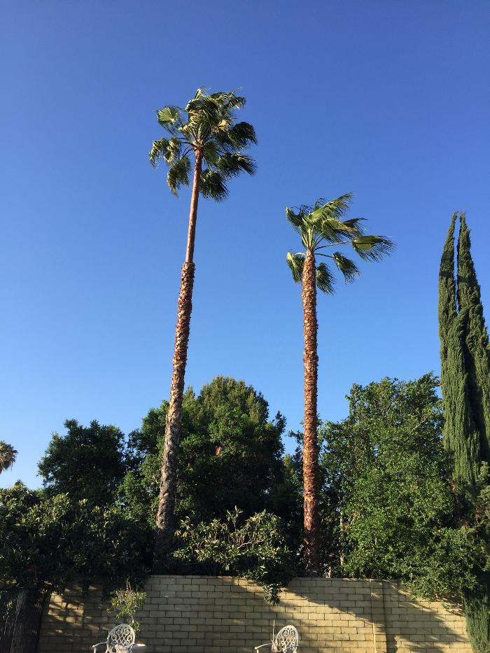 Perfection Tree Specialist Image