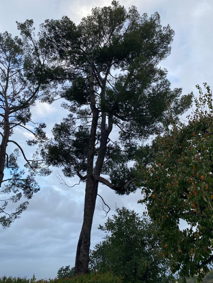 Perfection Tree Specialist Image