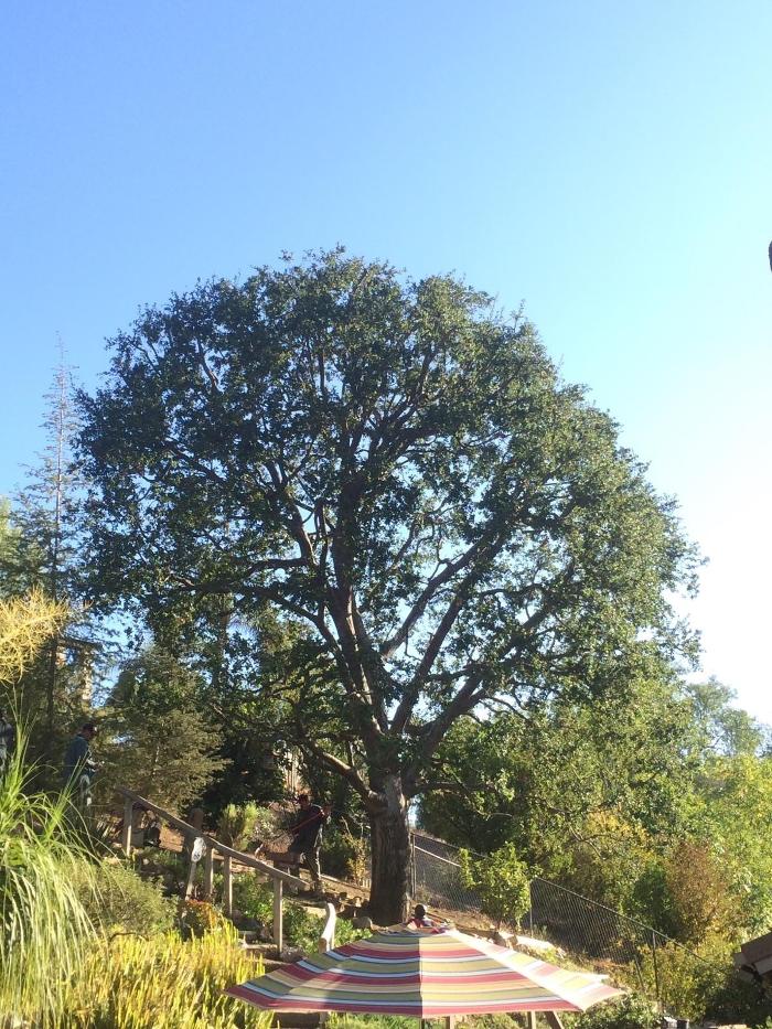 Perfection Tree Specialist Image