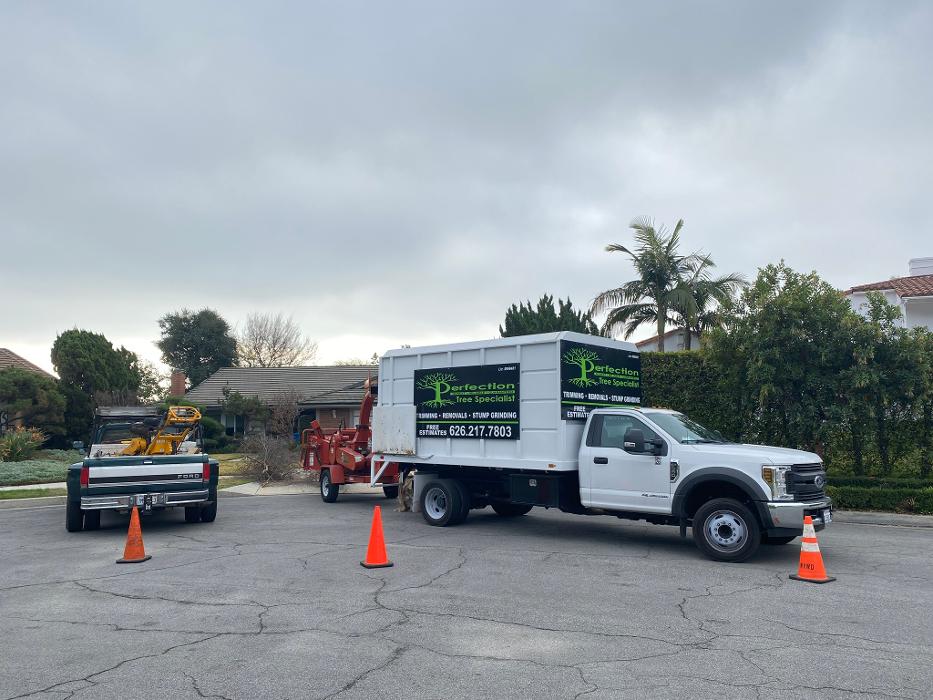 Perfection Tree Specialist Image