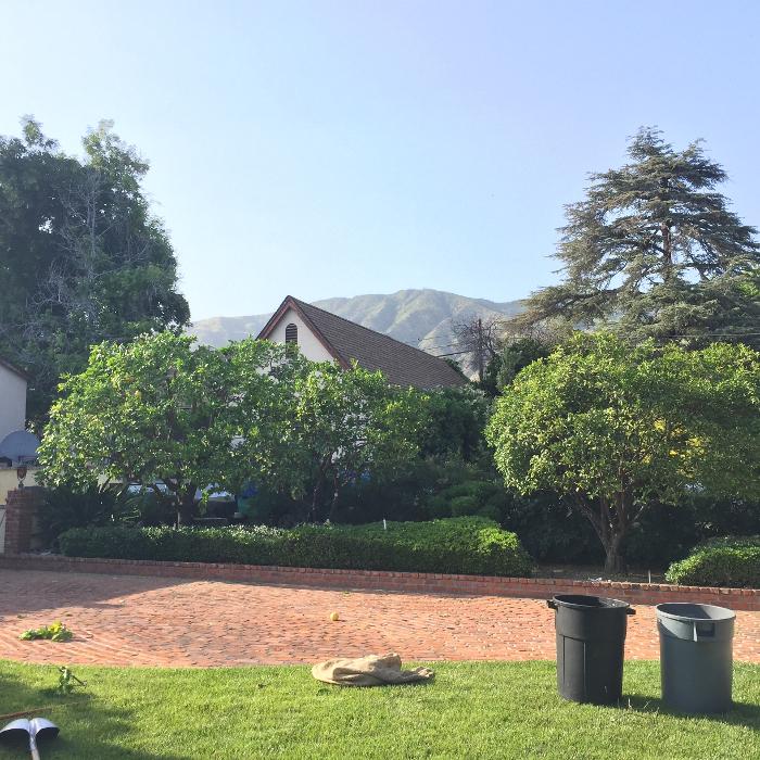 Perfection Tree Specialist Image