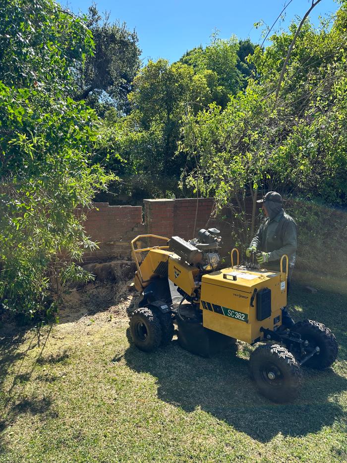 Perfection Tree Specialist Image