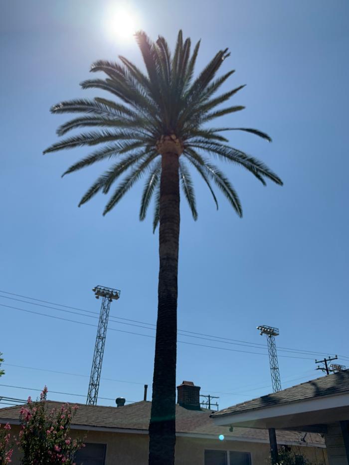 Perfection Tree Specialist Image