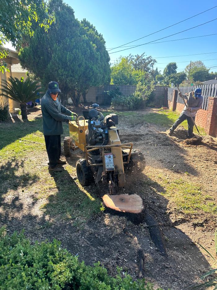 Perfection Tree Specialist Image