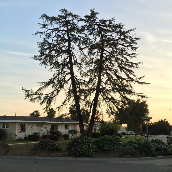 Perfection Tree Specialist Image