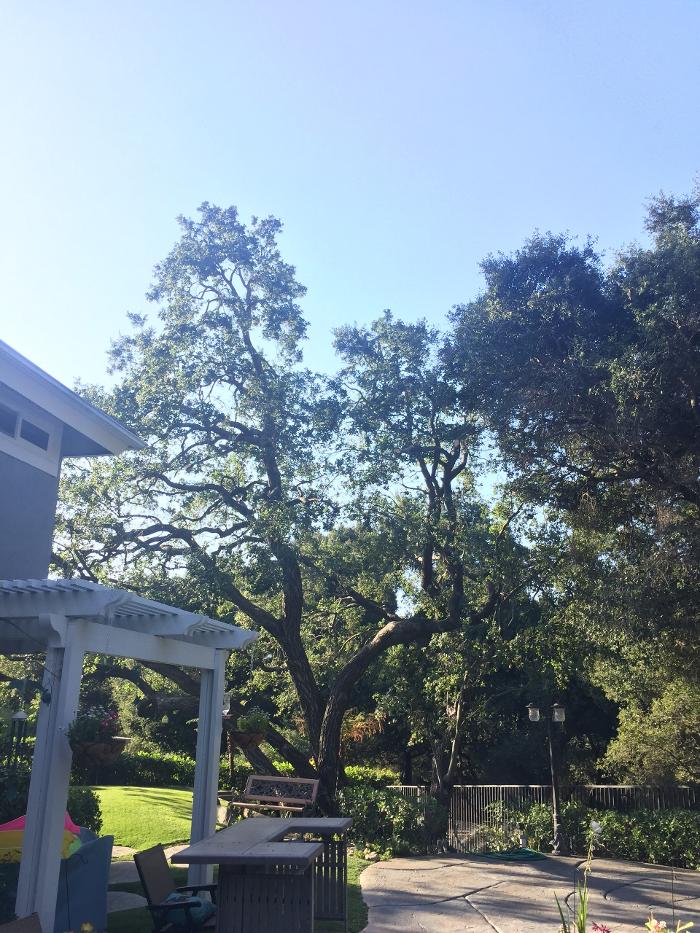 Perfection Tree Specialist Image