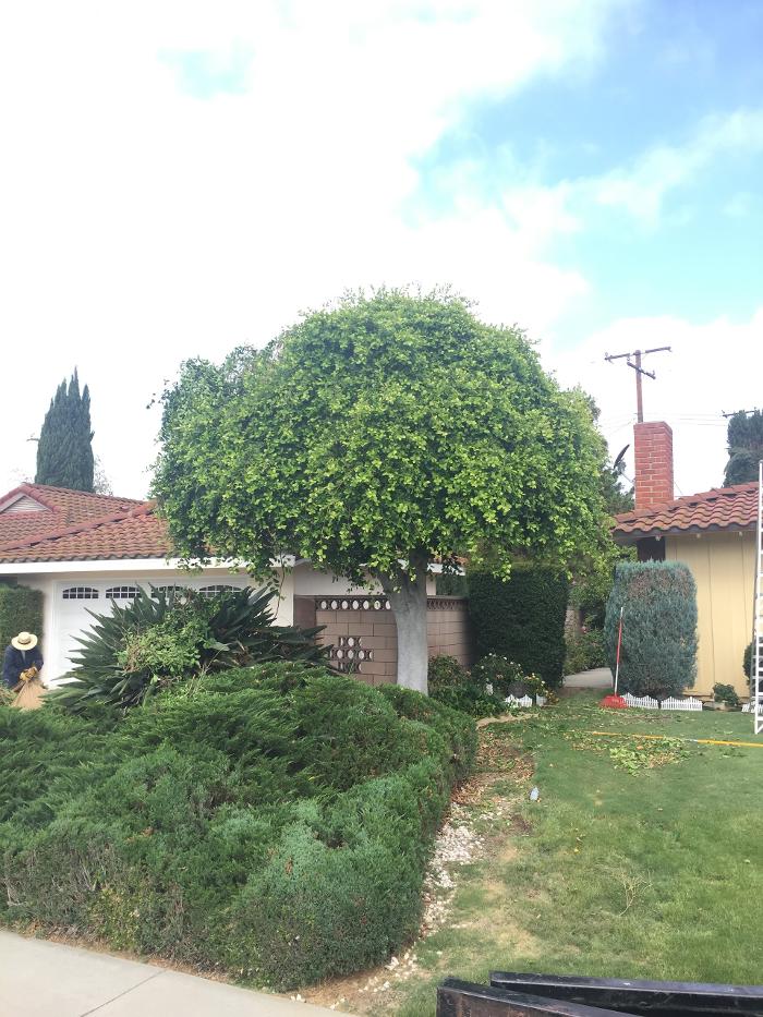 Perfection Tree Specialist Image