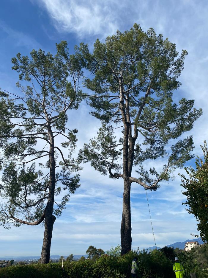 Perfection Tree Specialist Image