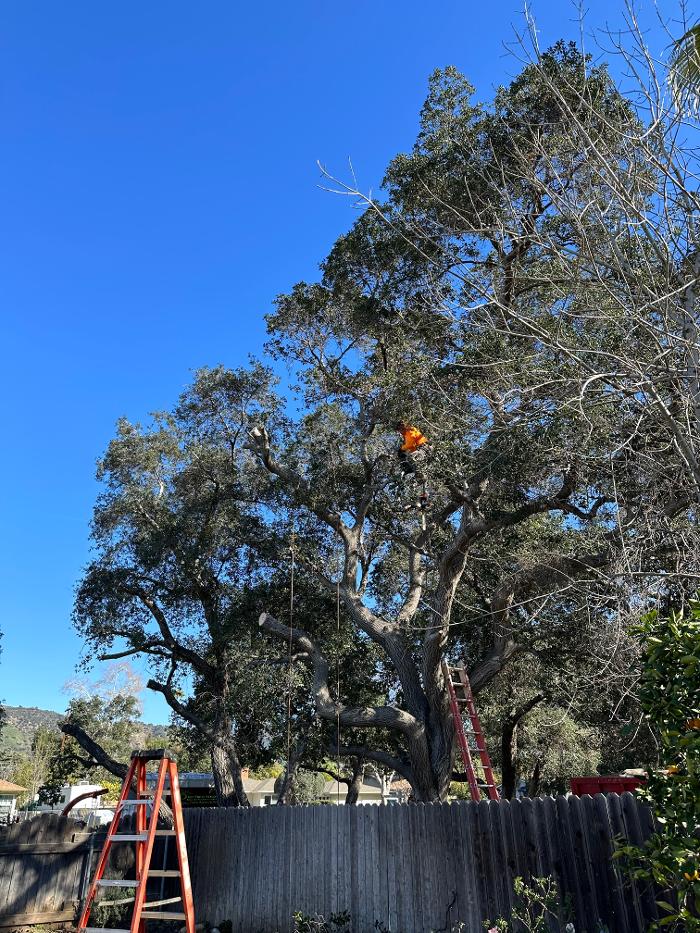 Perfection Tree Specialist Image