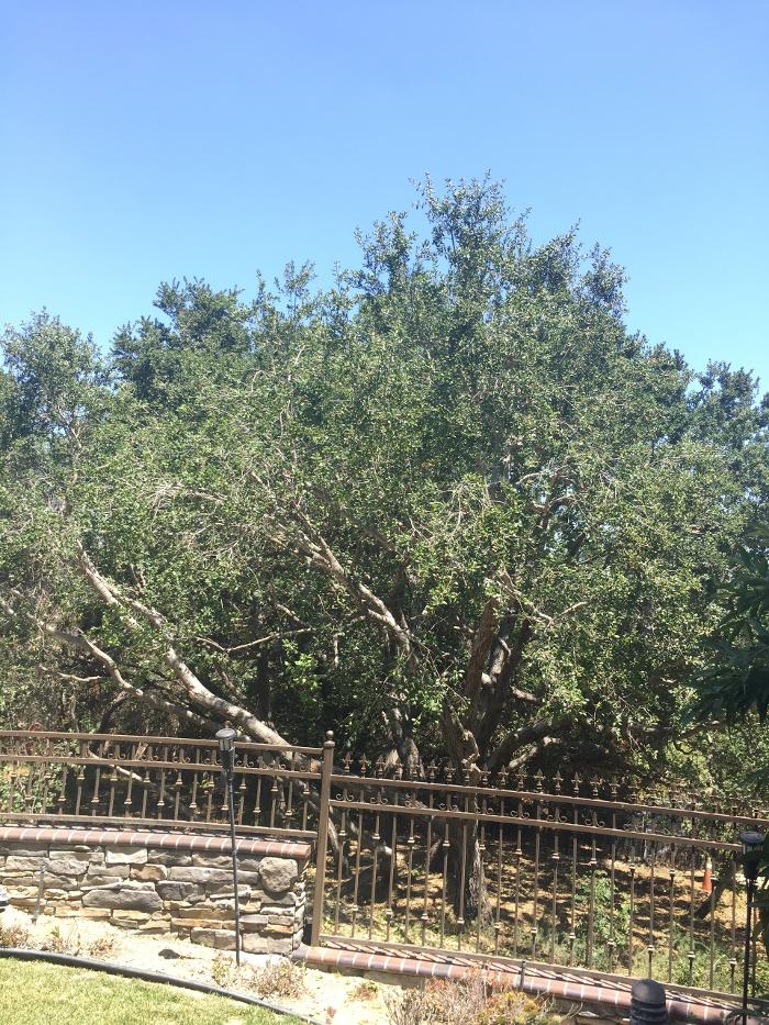 Perfection Tree Specialist Image