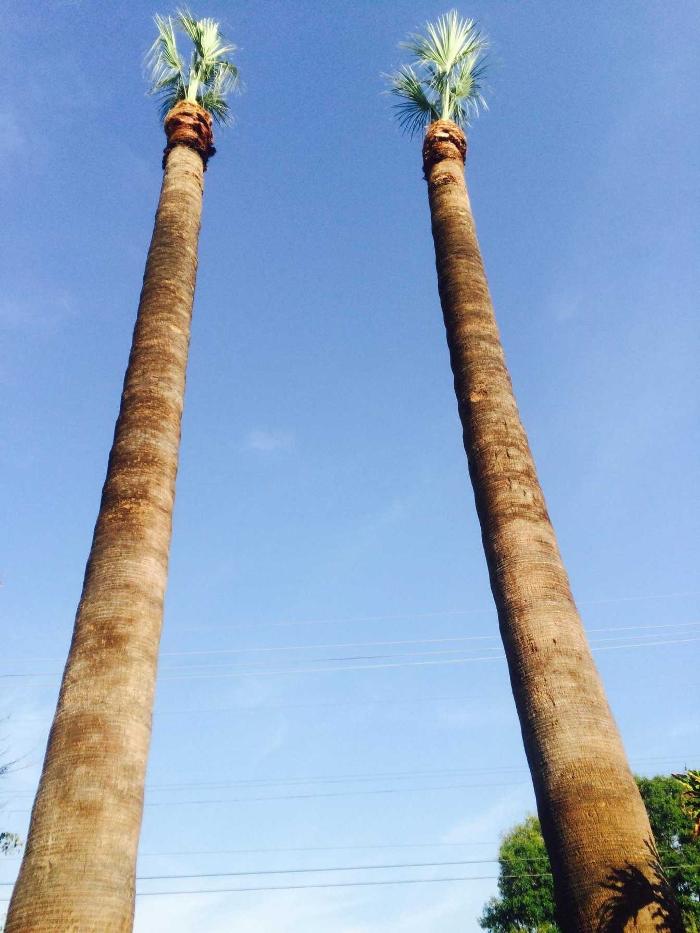 Perfection Tree Specialist Image