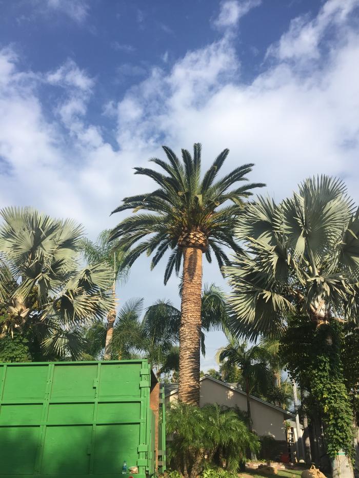 Perfection Tree Specialist Image