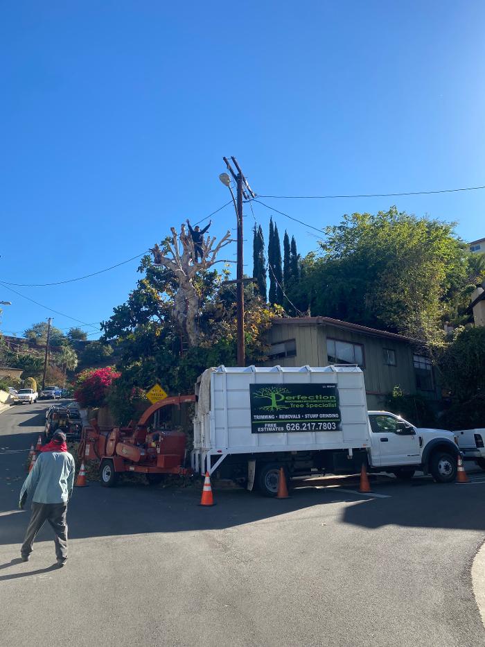 Perfection Tree Specialist Image