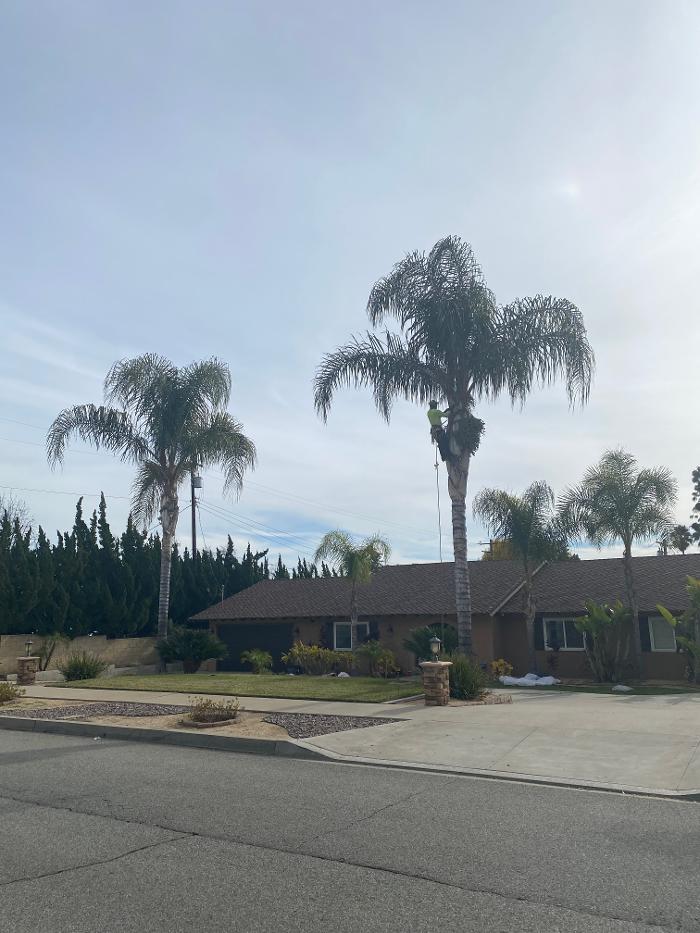 Perfection Tree Specialist Image