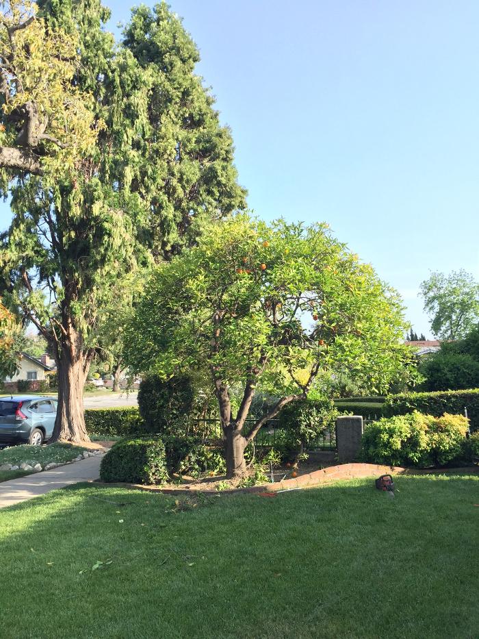 Perfection Tree Specialist Image