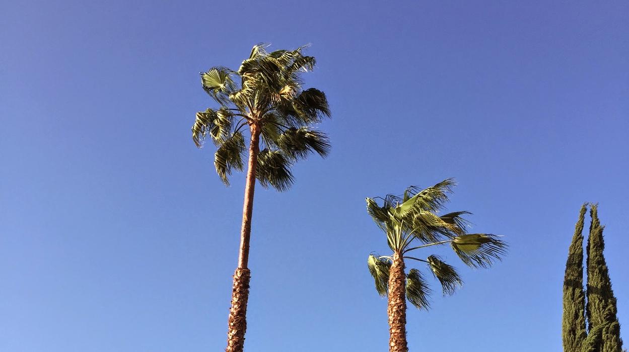 Perfection Tree Specialist Image