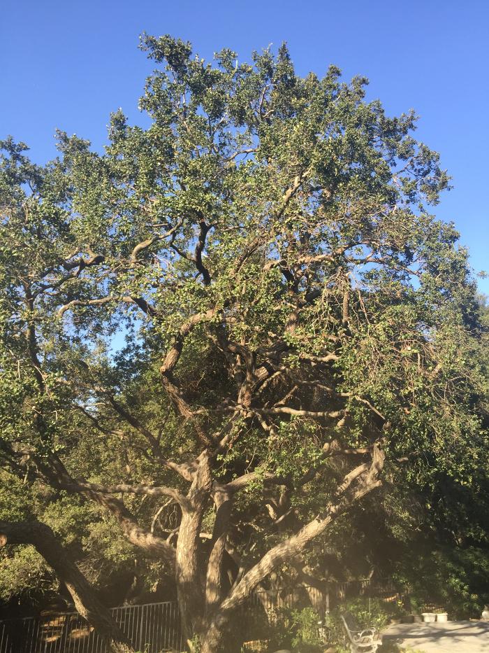 Perfection Tree Specialist Image