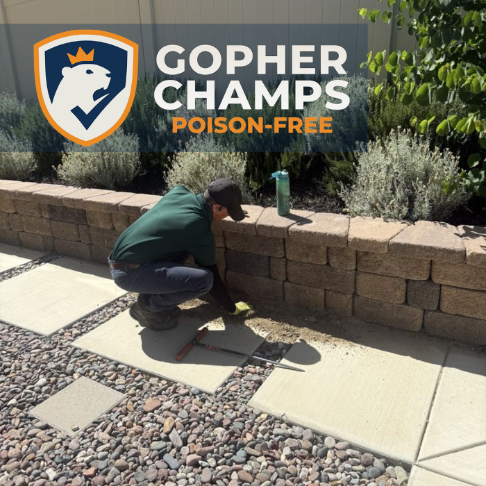 Professional gopher control with clear process, clean work, and reliable results.