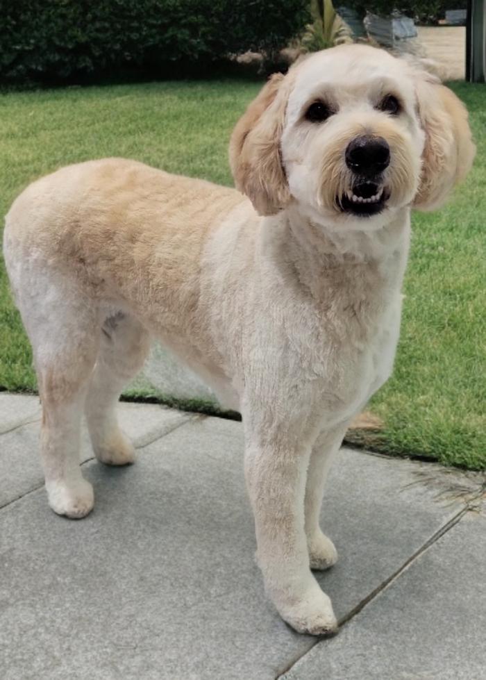 Positively Pawlished Grooming
