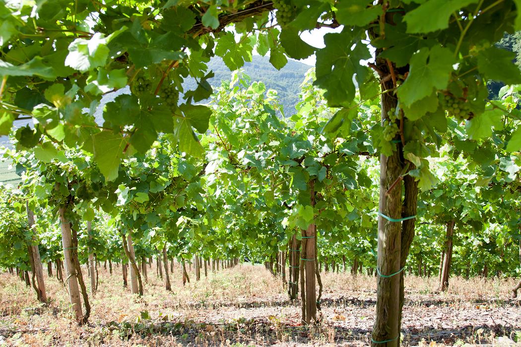 Weingut Heinz Dehren, Kurfürstenstraße in Ellenz-Poltersdorf
