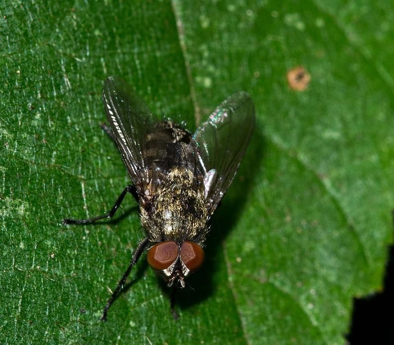 OPC Pest Services - Thornton - Thornton, IL