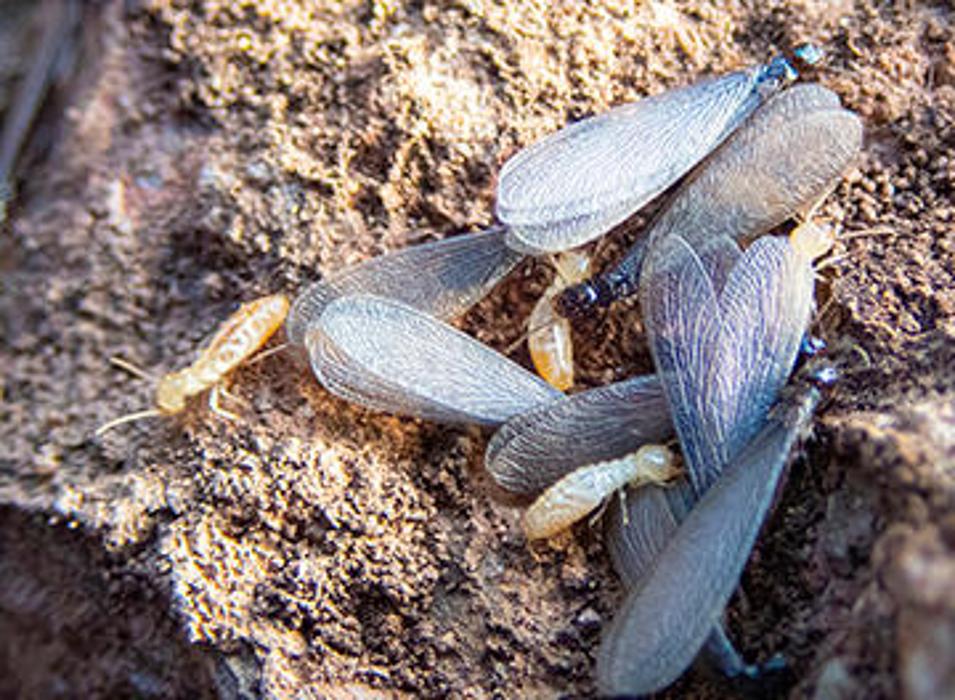 OPC Pest Services - Thornton - Thornton, IL