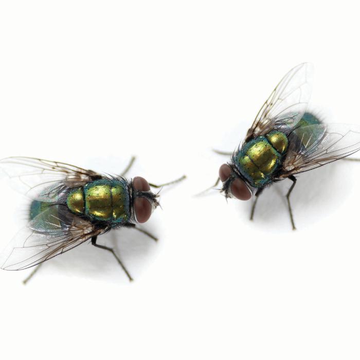 OPC Pest Services - Thornton - Thornton, IL