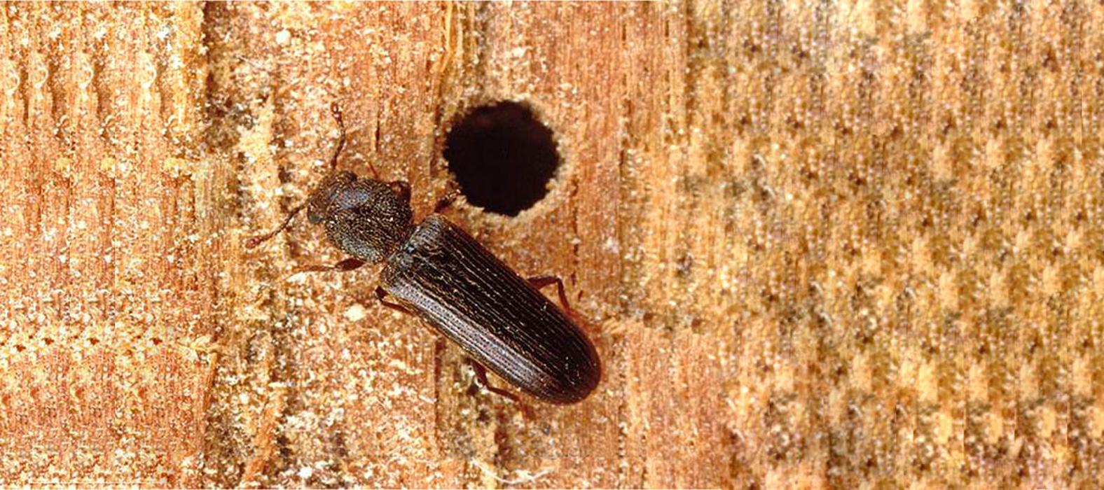 OPC Pest Services - Thornton - Thornton, IL