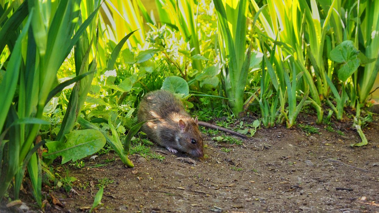 OPC Pest Services - Thornton - Thornton, IL